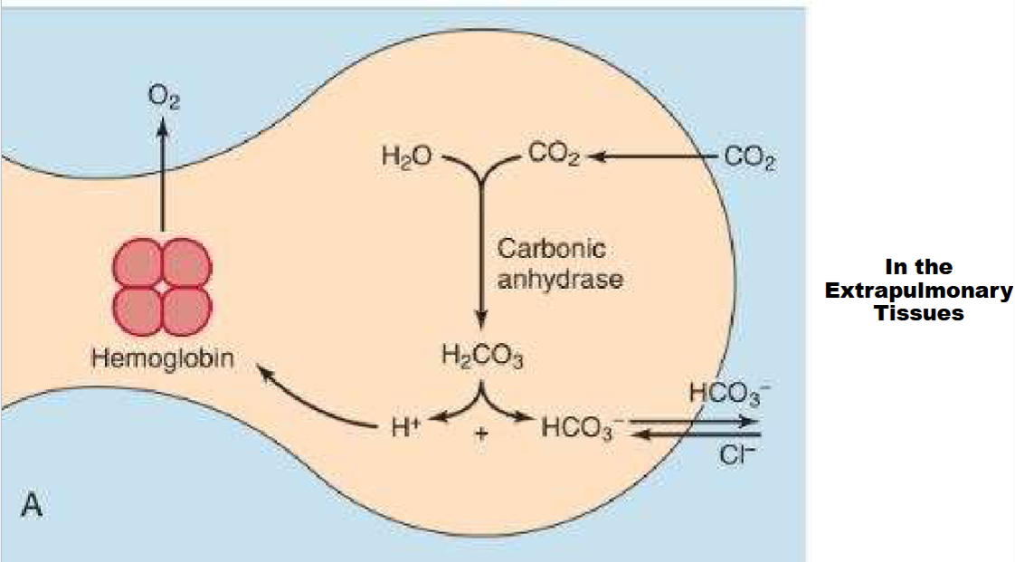 <p>Be able to explain process in pic</p>