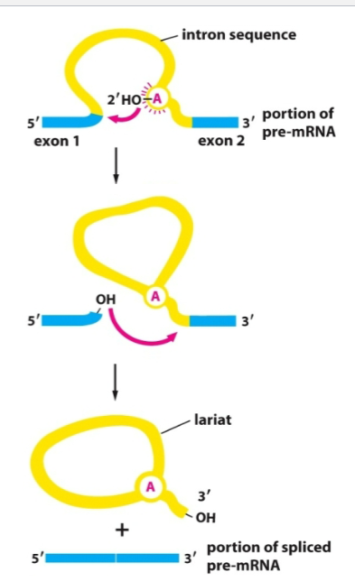 <ul><li><p>2’ OH of adenine attacked 5’ splice site</p></li><li><p>cut of 5’ end of intron is covalently linked to 2’OH end</p></li><li><p>free 3’ OH of extron reacts w next extron then intron is removed</p></li></ul><p></p>