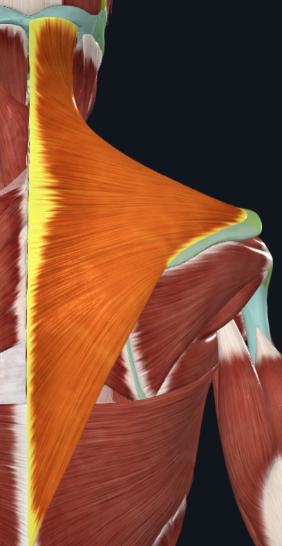 <p>What muscle is this</p>