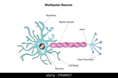 <p>Multipolar neurons </p>