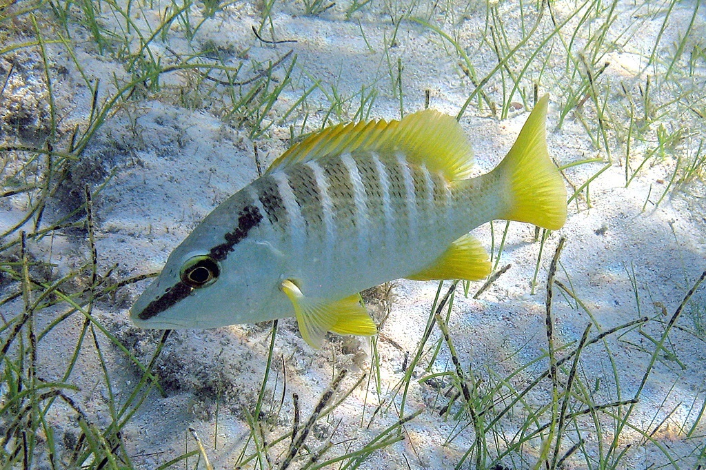 <p>grey stripes, yellow fins</p>