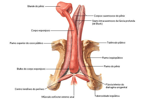 las _____ del pene contiene el bulbo del pene y los pilares del pene