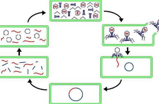 a cycle of viral infection, replication, and cell destruction.