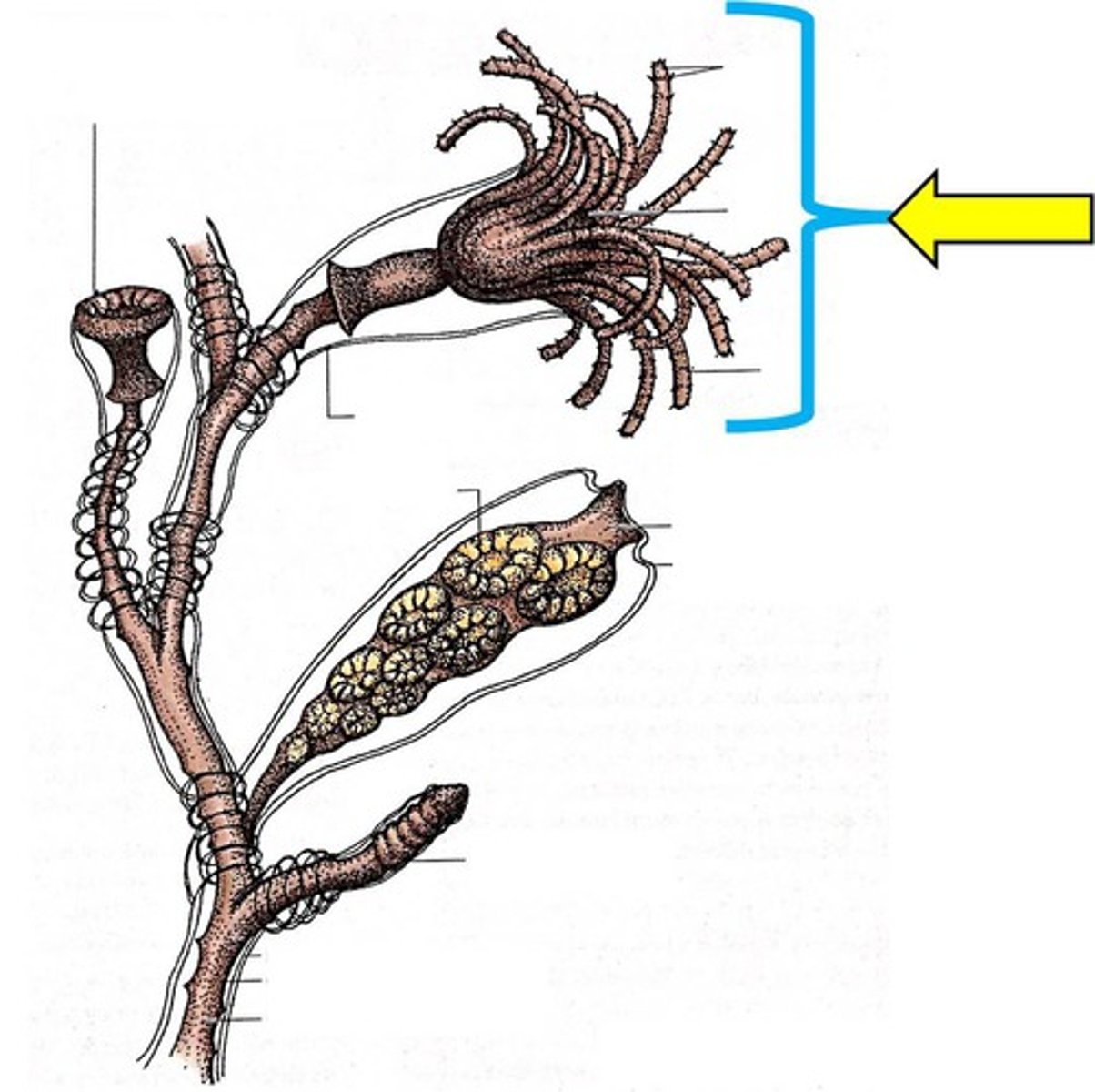 <p>Which type of Obelia polyp is this?</p>