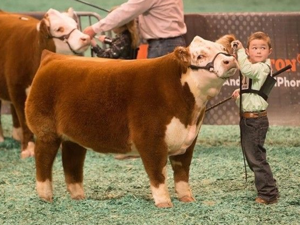 <ul><li><p>Well-known in the Show Industry</p><ul><li><p>Therefore, not relevant to commerical industry</p></li></ul></li><li><p>Niche market</p></li><li><p>Will be shown with a child for size comparison</p></li></ul><p></p>