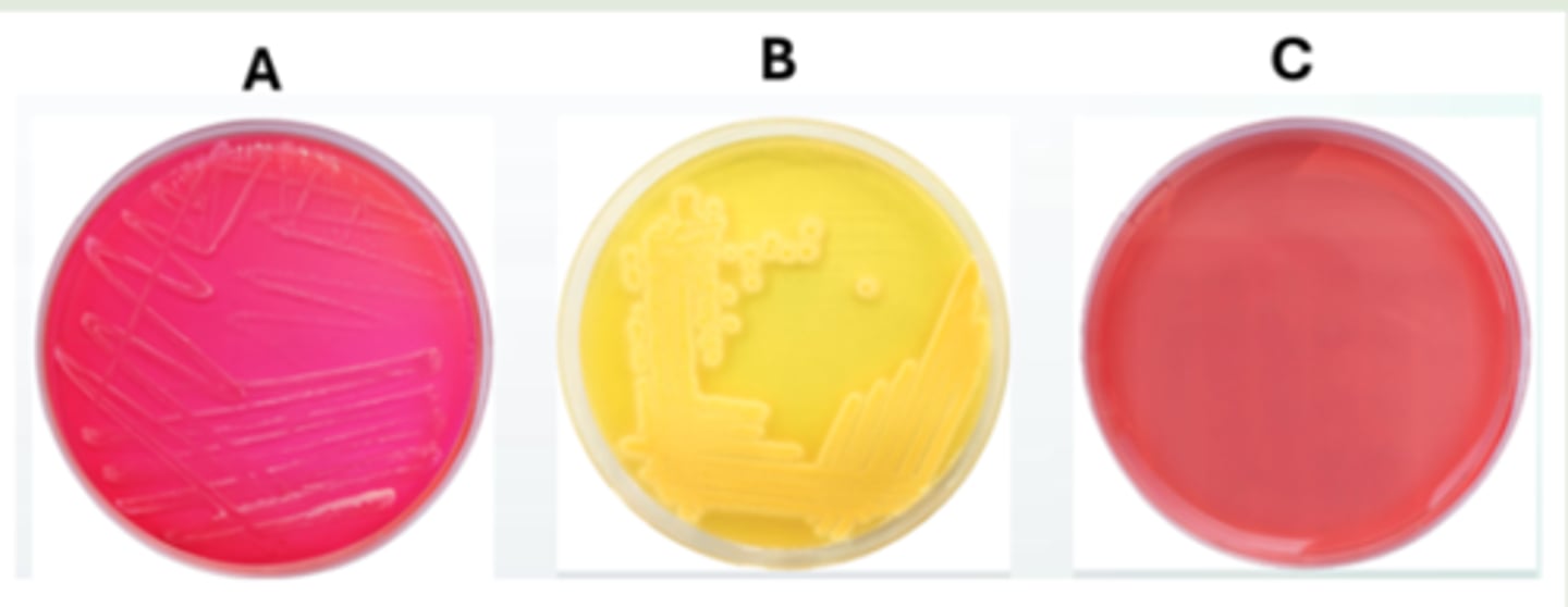 <p>plate A and plate B</p>