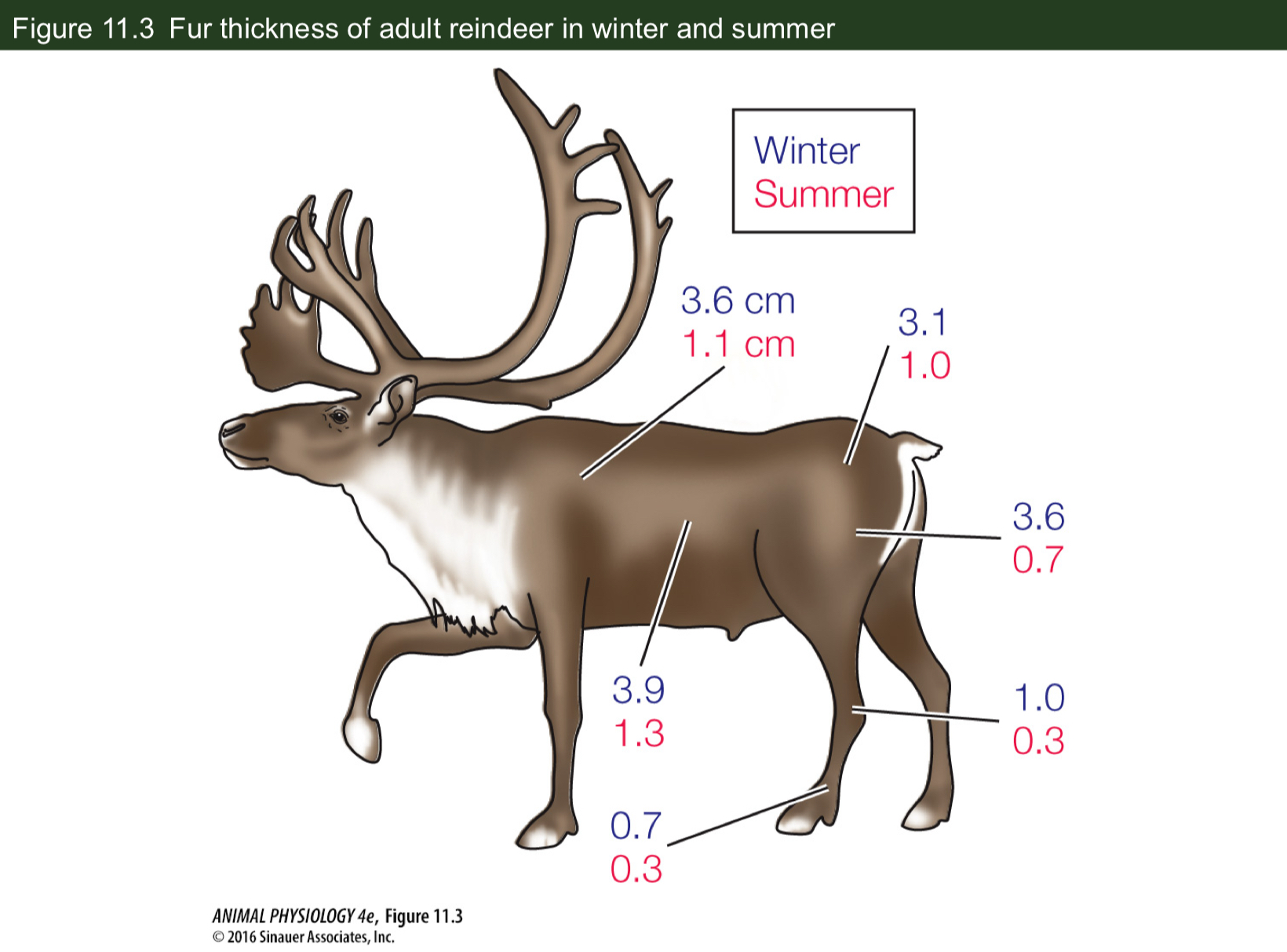 <p>How thick is the fur of adult reindeer in winter?</p>