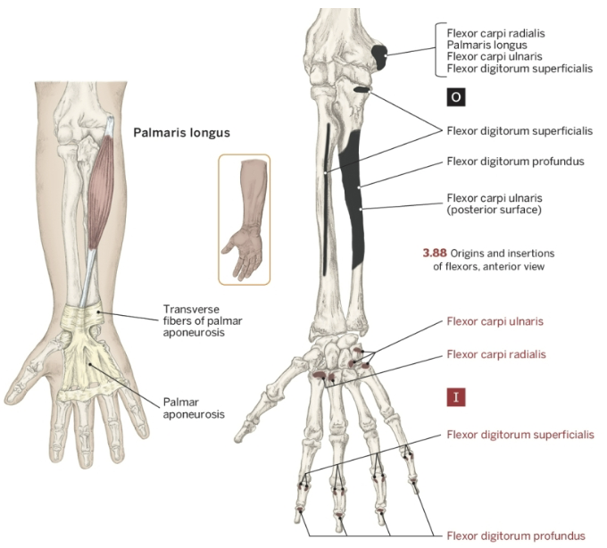<p>Nerve that the palmaris longus innervates</p>
