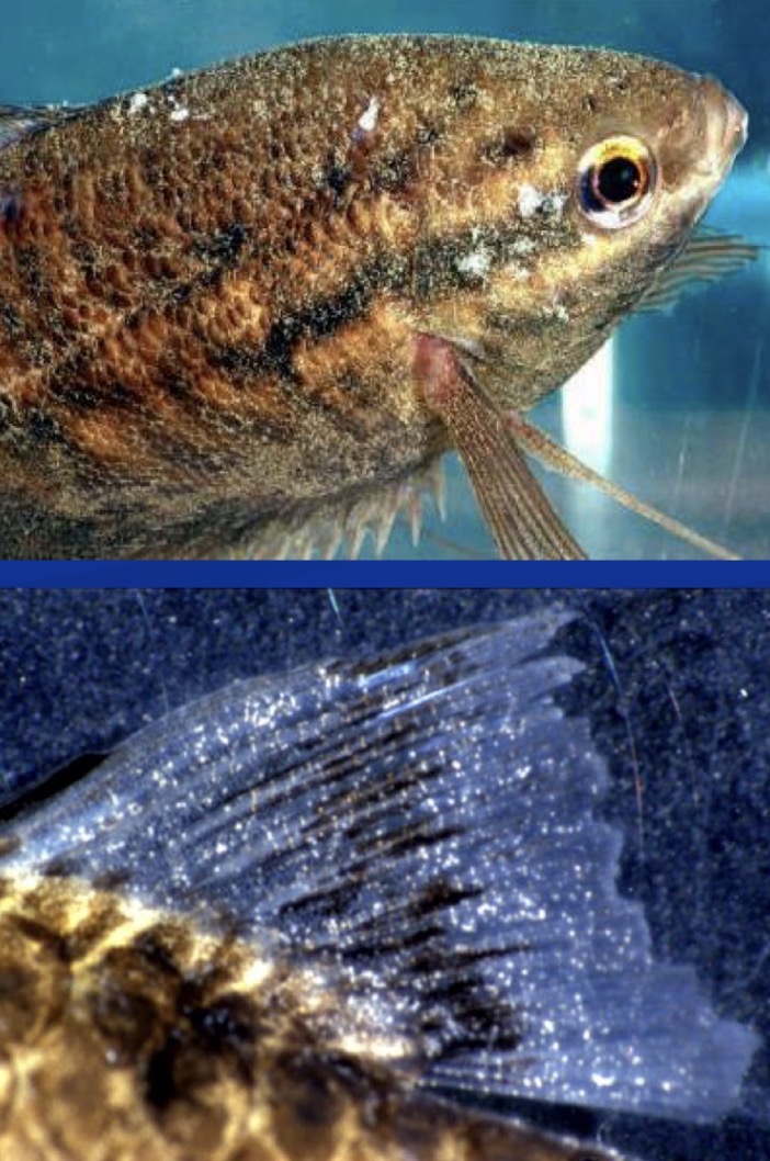 <p><strong>Freshwater Velvet Disease</strong></p><p><strong>Causative agent:</strong><br><strong><mark data-color="red" style="background-color: red; color: inherit;">Piscinoodinium pillulare</mark></strong> (ectoparasitic dinoflagellate protozoan)</p><p><strong>Hosts:</strong><br>Non-specific – aquarium fish; tropical & temperate species (e.g. <strong>common carp</strong>)</p><p><strong>Localization:</strong><br>Skin, fins, gills</p><p><strong>Life cycle:</strong><br>Trophont (on fish) → Tomont (encysted, off fish) → <strong>Dinospore</strong> (infective)<br><span>⏱</span> ~2 weeks, trophonts contain <strong>chloroplasts</strong></p><p><strong>Clinical signs:</strong><br>Golden/yellow <strong>velvet sheen</strong>, excess mucus, dark skin, gill hyperplasia</p><p><strong>Pathogenesis:</strong><br>Most severe in <strong>young fish</strong>, rapid spread, possible mass mortality</p><p><strong>Diagnosis:</strong><br>Clinical signs ± skin/gill scraping</p><p><strong>Prevention / Therapy:</strong><br>↑ Temp <strong>24–27 °C</strong>, remove fish for 2 weeks<br><strong>NaCl, formalin, methylene blue</strong></p>