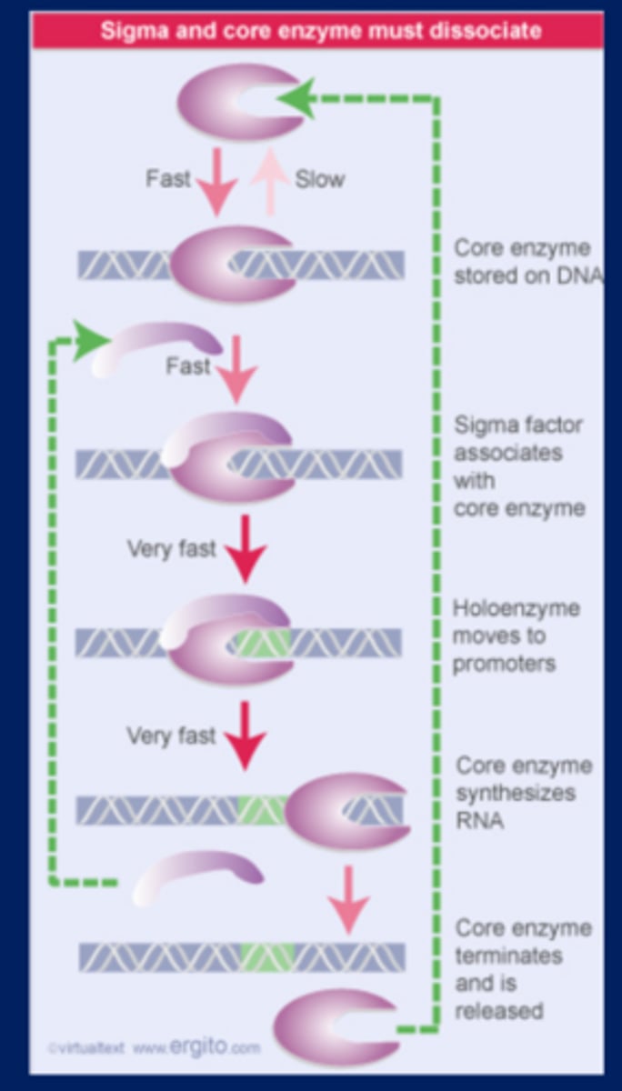 <p>-Core enzyme moves around DNA</p><p>-When sigma binds to core enzyme, the polymerase goes very fast and binds to the promoter</p><p>-When the sigma is bound to the polymerase bound to the promoter and RNA is not made because the binding to the promoter is so tight</p><p>-Sigma falls off and transcription happens</p>
