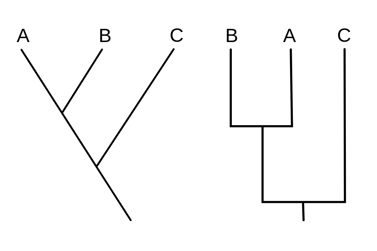 branching diagram showing the relationship between species.