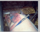 <p>Clinical signs:</p><ul><li><p>late abortions</p></li><li><p>SMEDI</p></li><li><p>inappetence</p></li><li><p>pyrexia</p></li><li><p>coughing</p></li><li><p>cyanosis of extremities</p></li></ul><p>Interstitial pneumonia in adults</p><p>Gross findings:</p><ul><li><p>paintbrush haemorrhage on placenta</p></li><li><p>haemorrhages on umbilical vessels, skin, renal cortex</p></li></ul><p></p>