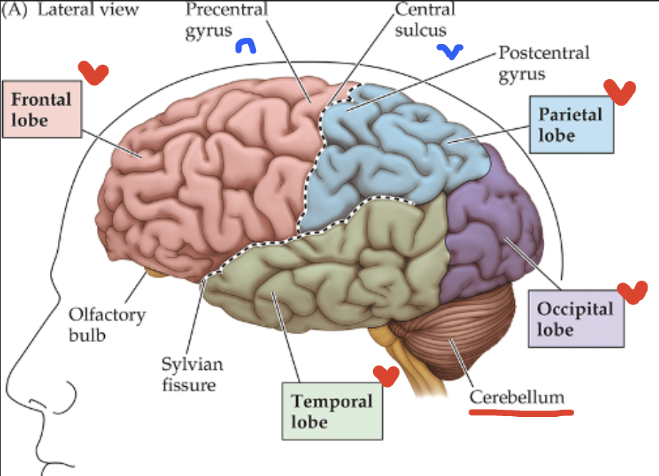 <p>Thick outermost layer of gray matter on the brain; </p><p>Contains two hemispheres connected by the corpus callosum, with each hemisphere carrying 4 lobes</p>