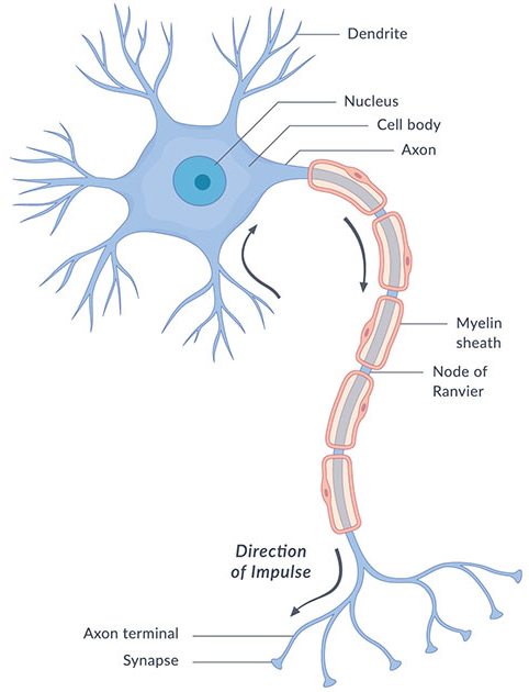 <p>Nervous Tissue</p><ul><li><p>Neurons</p><ul><li><p>Conducting cell; transmits _____ _______</p></li><li><p>Doesn’t divide (aka _________)</p></li><li><p>Dendrites</p><ul><li><p>Short and branching processes</p></li><li><p>Increased surface area to receive signals</p></li><li><p>Transmit impulses to neuron ____ _______</p></li></ul></li><li><p>Axons</p><ul><li><p>Only single process</p></li><li><p>Some axons surrounded by ______ (aids in conductance)</p></li><li><p>carry impulses away from cell body</p></li></ul></li></ul></li><li><p>_________ (second cell type)</p><ul><li><p>Nonconductive</p></li><li><p>Support, nourish, and protect neurons</p></li></ul></li></ul><p></p>