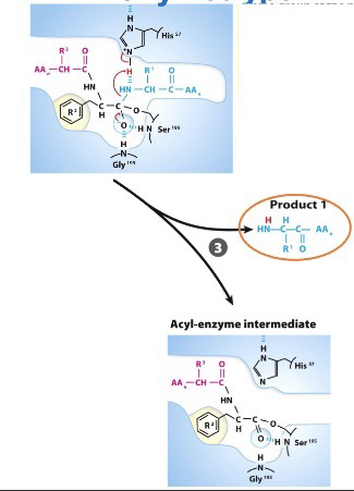 <p>Short-lived protonated His-57 from step two acts as an acid and protonates the amine leaving group, causing the peptide bond to break and product 1 (Group on peptide bond) to leave</p><p>This step creates the acyl-enzyme intermediate</p>