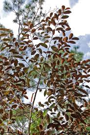 <p>Satinleaf</p>