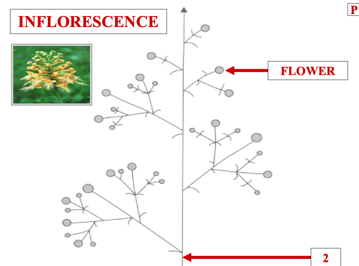 <p>name structure 2</p>