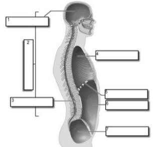 <p>cavity 2</p>