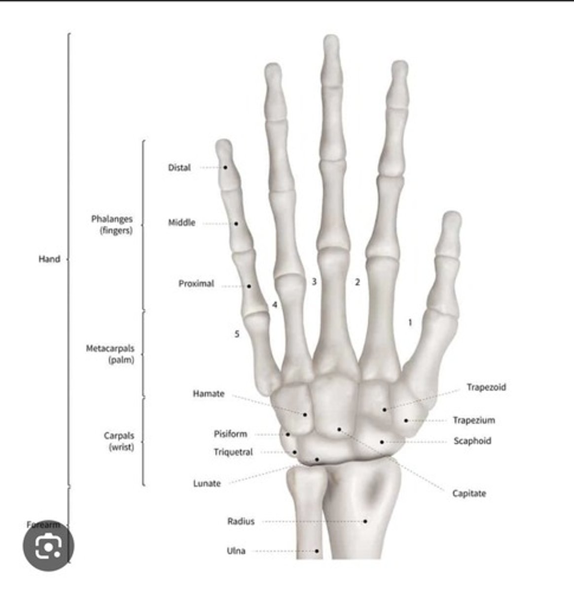<p>Wrist composed of eight small bones.</p><p>Scaphoid</p><p>Lunate</p><p>Triquetrum</p><p>Pisiform</p><p>Hamate</p><p>Capitate</p><p>Trapezoid</p><p>Trapezium</p><p>(So Long To Pinky Here Comes The Thumb)</p>