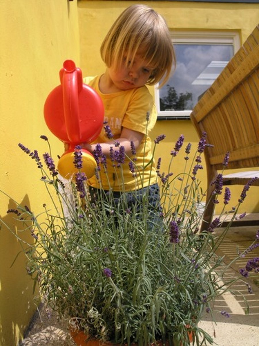 <p>to water the plants</p>