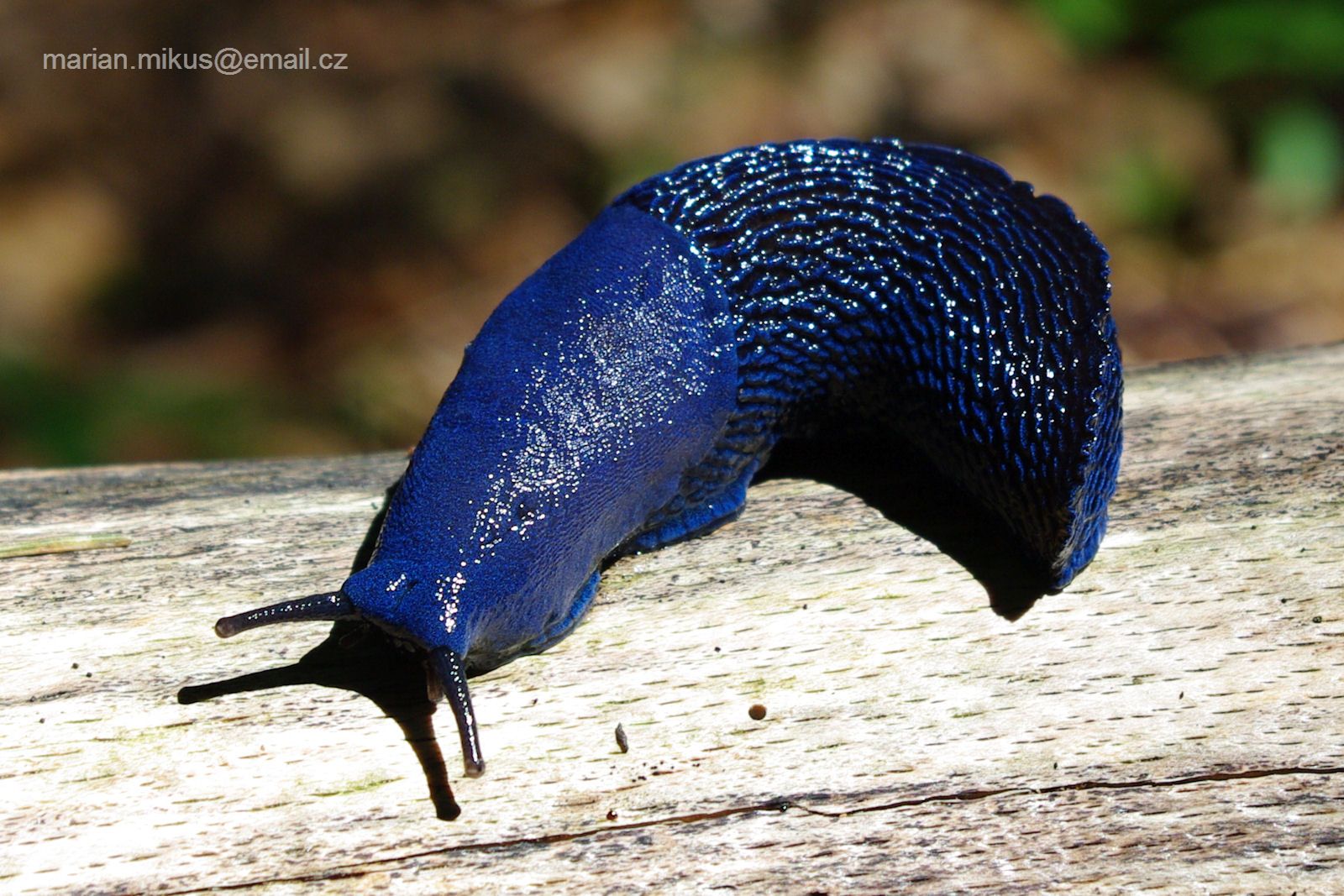 <p>Kmeň: Mollusca (mäkýše)<br>Trieda: Gastropoda (ulitníky)<br>Skupina: Pulmonata (pľúcnatce)</p>