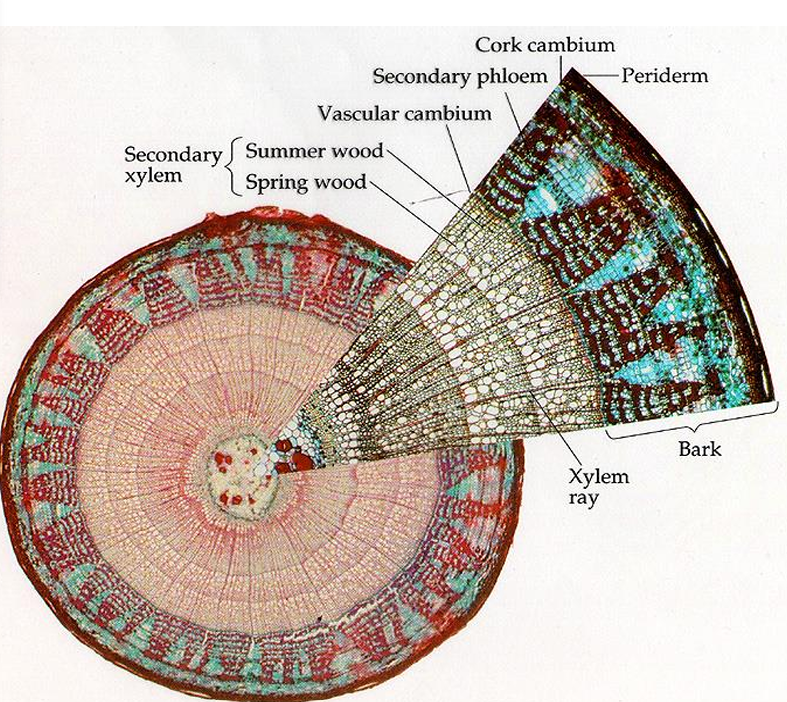 <ul><li><p>Cámbium vascular</p></li><li><p>Cámbium suberoso</p></li><li><p>Peridermis</p></li></ul>
