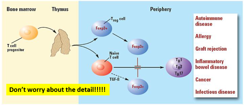 <ul><li><p><span><span>Every time there are responses that are being turned on, we also need to put the brakes on (turning the signal down, not off completely)</span></span></p></li><li><p><span style="background-color: transparent;"><strong><span>Cells that downregulate (suppress) the immune response to prevent attacks on healthy cells and maintain tolerance (hint, hint)</span></strong></span></p></li><li><p>Particularly, it's aiming to suppress the production of T helper cells, so this will be important in allowing tolerance to self-antigens, which means that it's important for the body to not attack its own healthy cells.</p></li></ul><p></p>