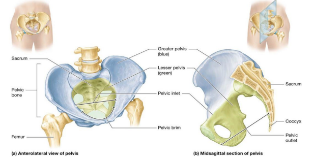 <ul><li><p>Pelvis and bones of pelvic girdle and lower limbs complete appendicular skeleton Hipbones or coxal bones (also known as os coxae) make up pelvic girdle </p></li><li><p>Articulates with sacrum (component of axial skeleton)</p></li></ul><p></p>