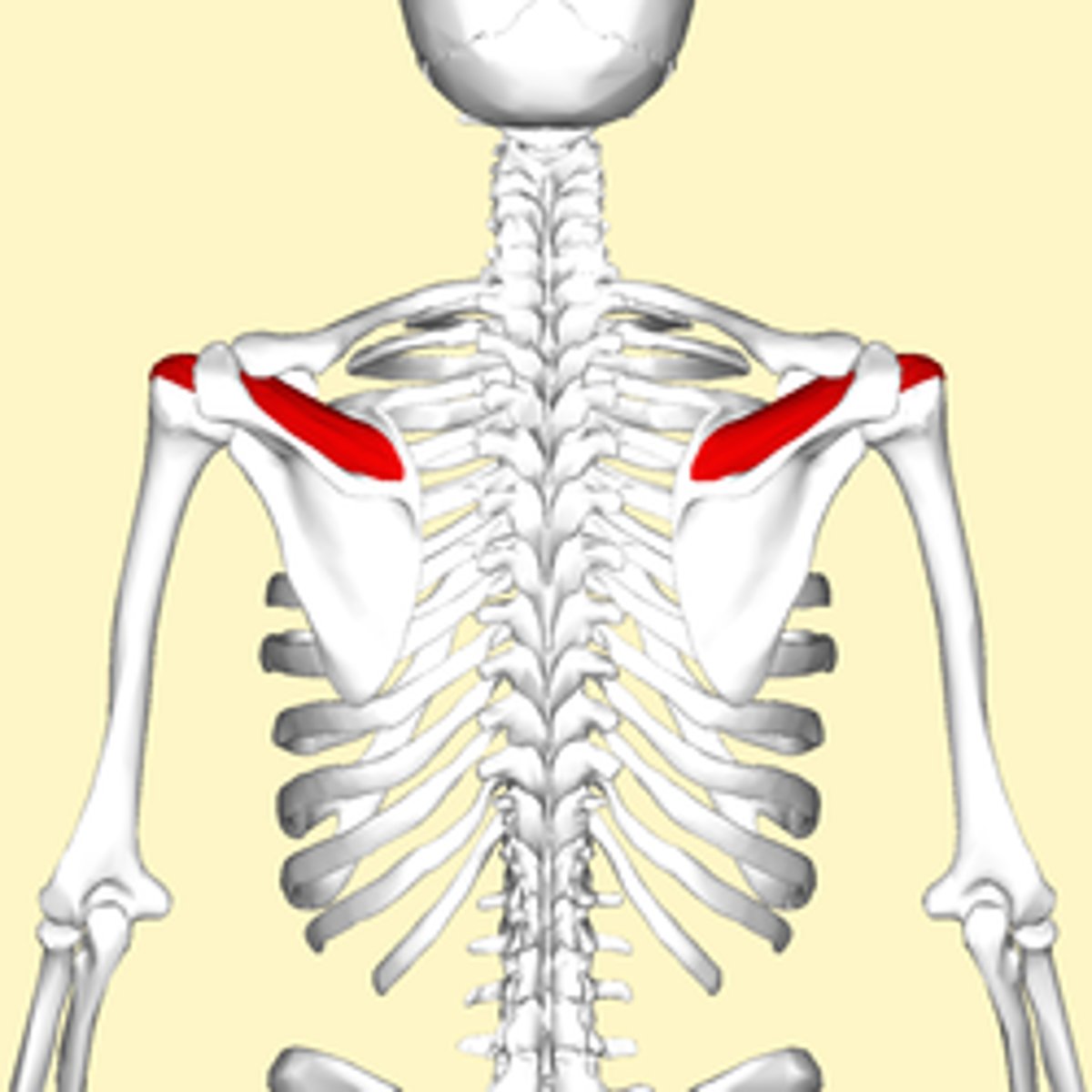 <p>-Origin supraspinous fossa of scapula</p><p>-Insertion superior facet of greater tubercle of humerus</p><p>-Nerve suprascapular nerve</p><p>-Actions abduction of arm and stabilizes humerus</p>