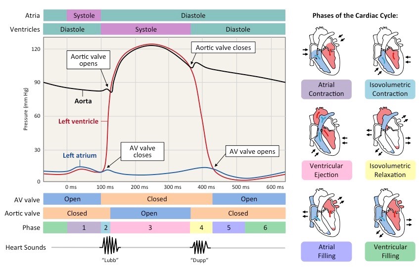 <ol><li><p>Atrial contract —> Blood from atrium into ventricle</p></li><li><p>Isovolumetric Contraction builds pressure in the ventricle → Since AV valve is closed. </p></li><li><p>Ventricular Ejection occurs when ventricular pressure>aortic pressure —> Blood into aorta. Additionally, blood from RV can also go into pulmonary artery.</p></li><li><p>Isovolumetric relaxation</p></li><li><p>Atrial filling of blood</p></li><li><p>Ventricular filling. </p></li></ol>