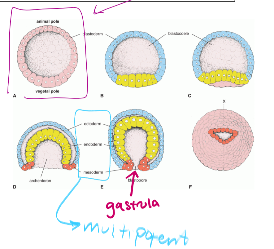 <p>the origin of the alimentary canal (mouth to anus)</p><p>forms digestive/respiratory system</p>