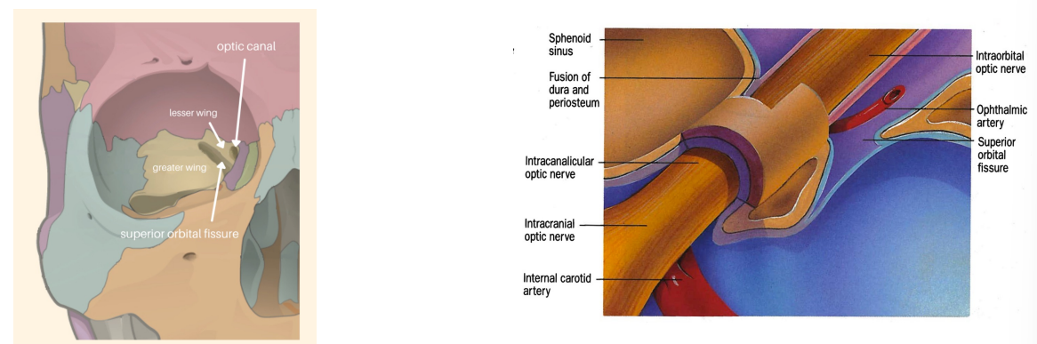 <p>Optic Canal is a <strong>5-12 mm</strong> passage located <strong>superonasal</strong> to the superior orbital fissure. </p><p><strong>Passage </strong>for axons of the <strong>sympathetic pathway</strong> as well as the <strong>ophthalmic artery</strong> (<strong>inferolateral </strong>to the optic nerve, covered in dura)</p>