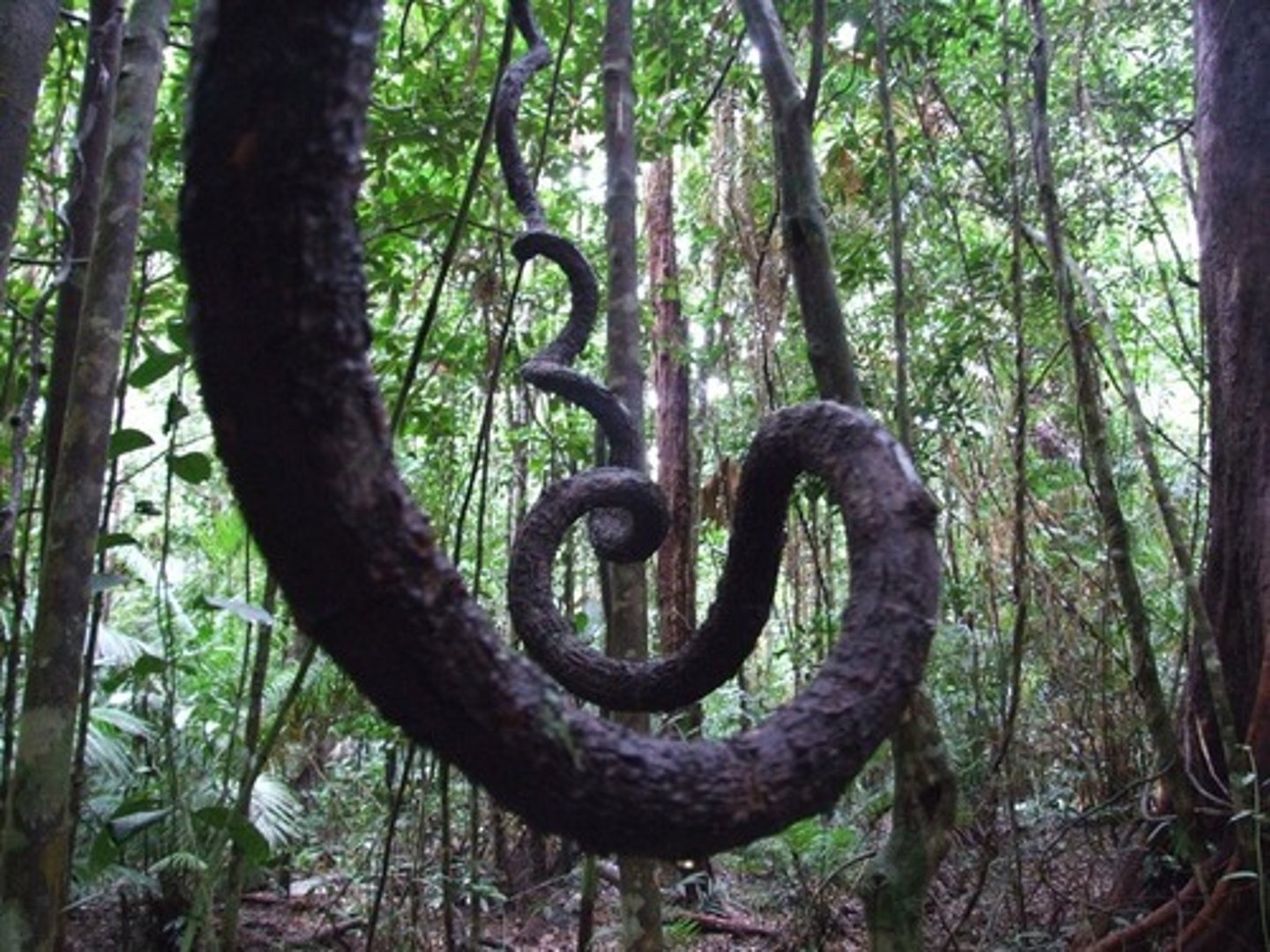 <p>These are thick parasitic vines that use tree trunks to reach the sunlight, getting nutrients from the tree and the air. (roots on the ground, flowers &amp; leaves on canopy)</p>