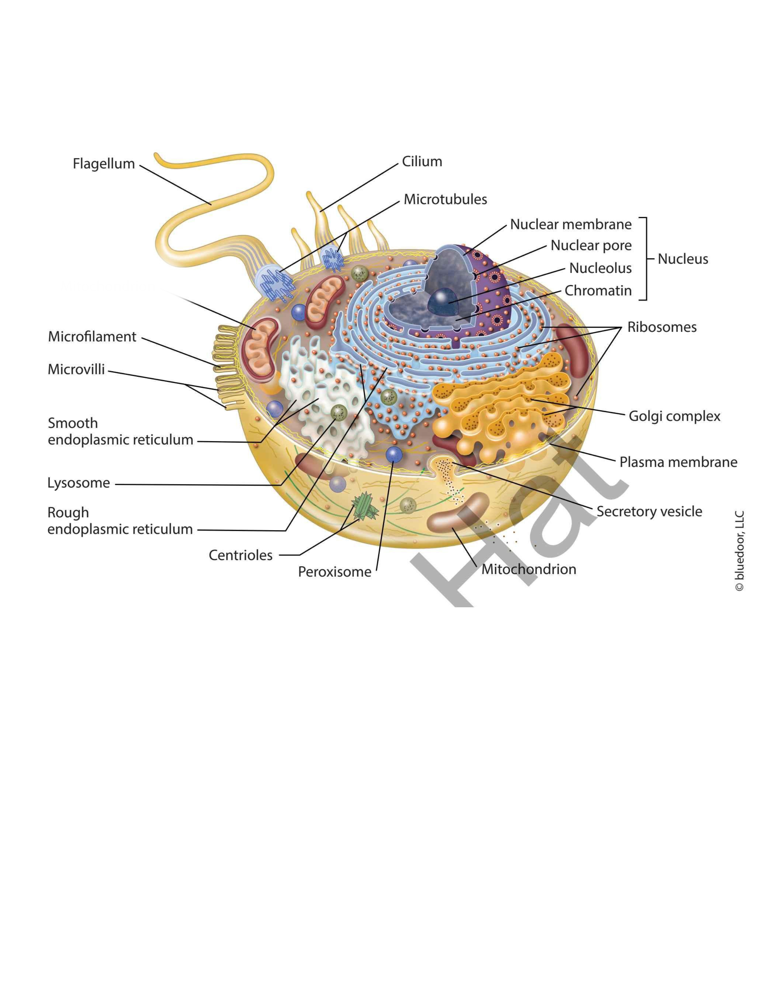 term image