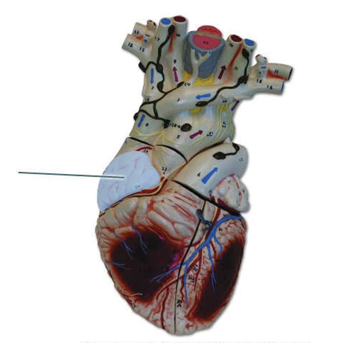 <p>Identify the highlighted structure.</p>