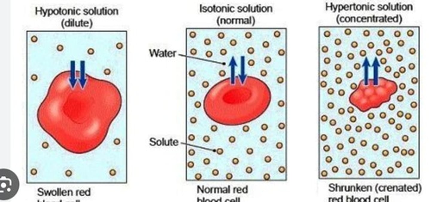 <p>lower concentration of solutes</p>