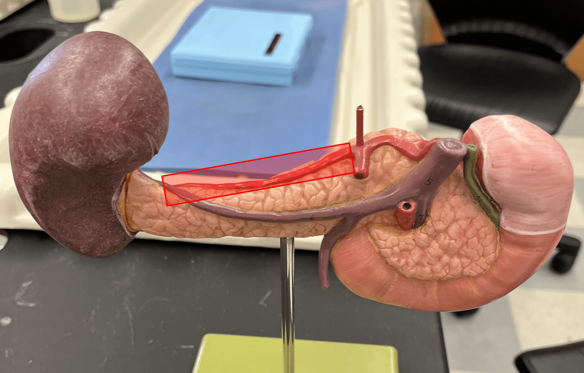<p>• An artery of the abdomen.</p>
<p>• Originates from the celiac trunk.</p>
<p>• Supplies the spleen, pancreas, and stomach.</p>
