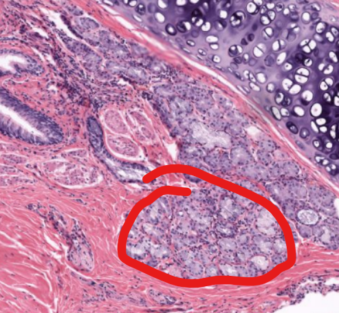 <p>tissue type</p>