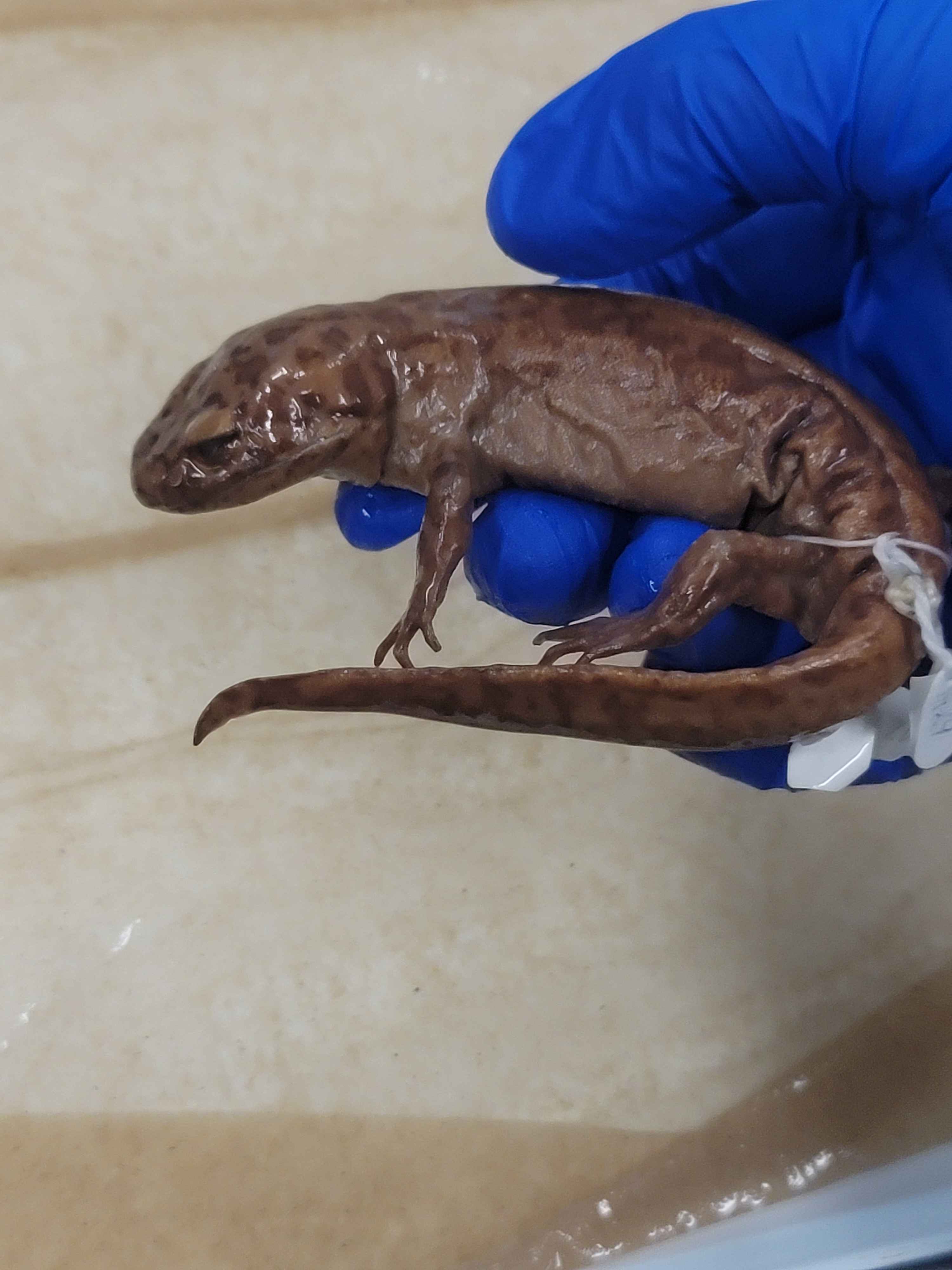 <p><span>Dicamptodon ensatus</span><br></p>