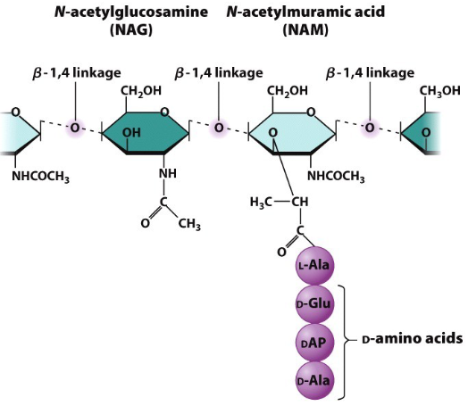 <p>NAM &amp; NAG have <strong>NHCOCH3! SUGARS!</strong></p><p>Also contains a B-1,4 linkage.</p>