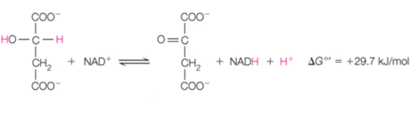 <p>the last step in the CAC, step 8 is the _______ reaction. it converts ________ to _______. ______ is put back into the CAC and the cycle will start again.</p>