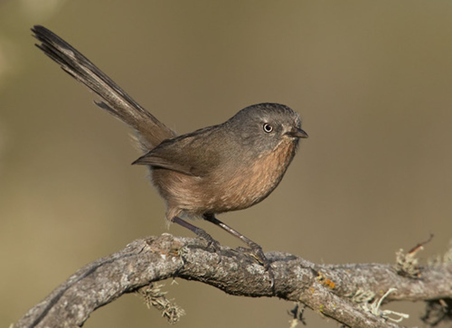 <p>Passeriformes Paradoxornitidae</p>