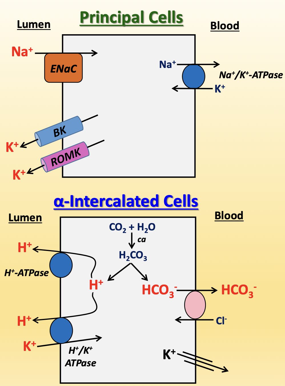 <p>contain principal cells and intercalated cells, with more principal cells at 2:1 to 3:1 ratio</p><ul><li><p>principal cells</p><ul><li><p>ENaC (apical)</p></li><li><p>K<sup>+ </sup>excretion (apical) → Big K<sup>+ </sup>(BK) channel and renal outer medulla K<sup>+</sup> (ROMK) channels</p></li><li><p>aquaporins (apical/basolateral)</p></li><li><p>Na<sup>+</sup>/K<sup>+</sup>-ATPase (basolateral)</p></li></ul></li><li><p>⍺-intercalated cells (99% of intercalated cells)</p><ul><li><p>reabsorbs HCO<sub>3</sub><sup>- </sup></p></li><li><p>excretes H<sup>+</sup> (apical) → H<sup>+</sup>-ATPase and H<sup>+</sup>/K<sup>+</sup>-ATPase (counter-transporter)</p></li><li><p>reabsorbs K<sup>+</sup> (basolateral) → leaky channels to compensate for high K<sup>+</sup> excretion from principal cells</p></li></ul></li><li><p>β-intercalated cells (1% of intercalated cells)</p><ul><li><p>opposite polarization → secretes HCO<sub>3</sub><sup>-</sup> and reabsorbs H<sup>+</sup></p></li></ul></li></ul><p></p>
