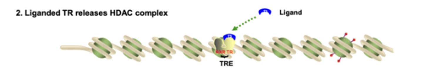 <p>ligand binding causes a conformational change that removes the HDAC co-repressor complex from the receptor</p>