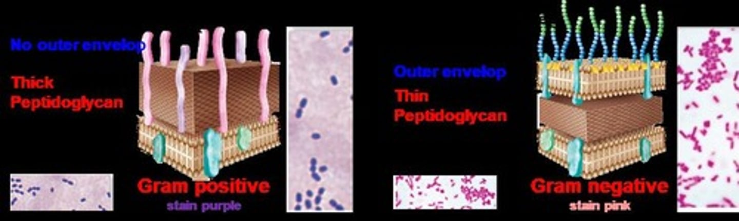 <p>They have a thick layer of peptidoglycan and stain purple in the Gram staining procedure.</p>