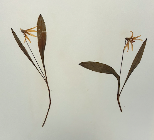 <p>Order? Family?</p>