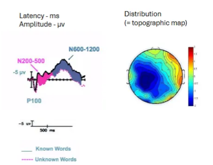<p>A way to visualise how brain activity is distributed across the scalp in response to specific stimuli. </p>