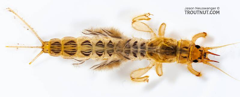 <p>Forked gills with fringed margins</p><p>Dorsal gills</p><p>Large tusks</p><p>Fossorial digging legs</p>