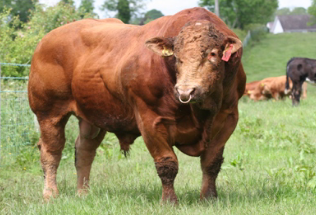 <p>What breed is this?</p>
