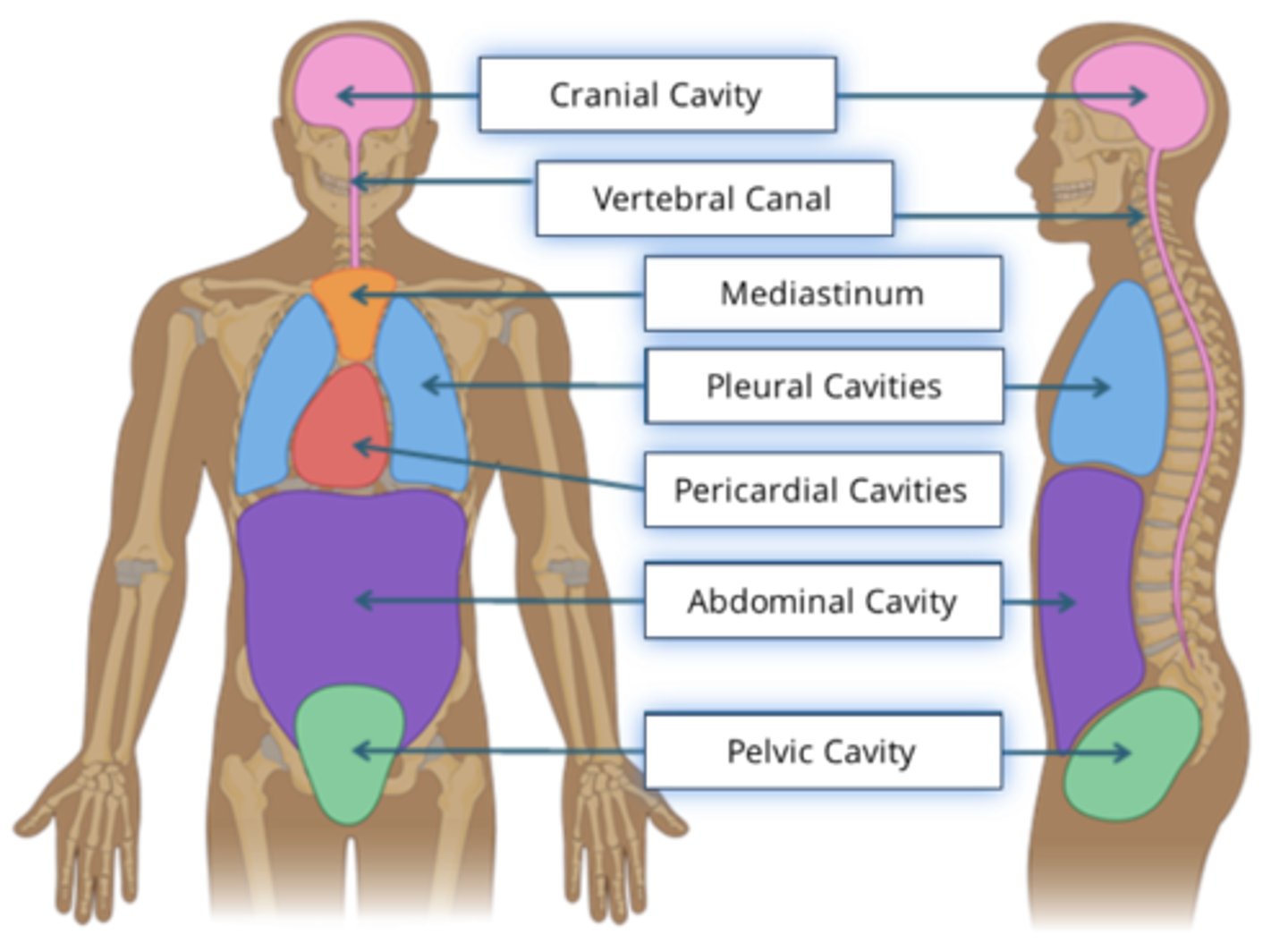 <p>- Organ systems are enclosed within distinct spaces, known as body cavities</p><p>- These spaces are important because they contain and protect our vital organs</p><p>- Anterior view = from the front</p><p>- Lateral view = from the side</p>